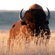 Image for article titled Exclusive Interview With the Buffalo That Attacked a White Woman Trying to Colonize a Bison Herd